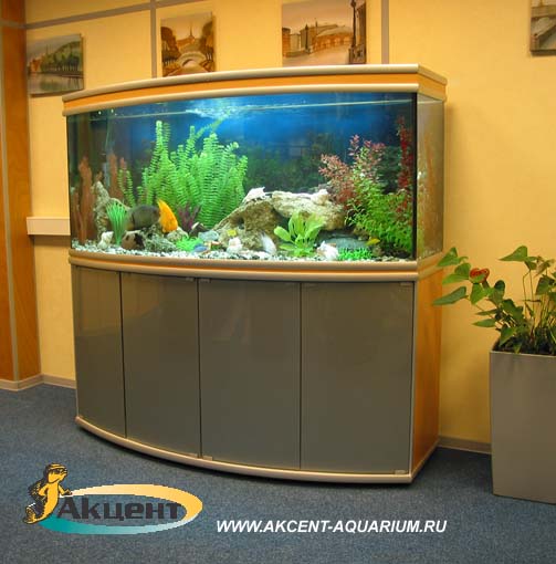 Акцент-аквариум,аквариум 600 литров с гнутым передним стеклом